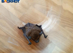 Ночная гостья: в квартиру луганчанки залетела летучая мышь