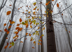 В ЛНР 22 ноября будет тепло: местами дождь и низкая видимость из-за тумана