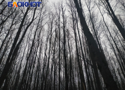 В ЛНР восстанавливают леса: сотни гектаров получат новую жизнь