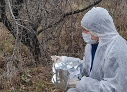 В ЛНР началась весенняя кампания вакцинации против бешенства диких животных