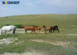 В Луганске восстановят конно-спортивную школу