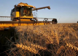 Аграрии ЛНР убрали 90 % зерновых культур 