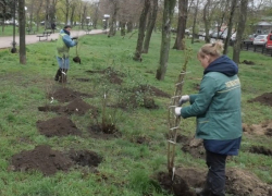 Около 200 деревьев в Луганске высадит столичный комбинат зелёного хозяйства в этом году