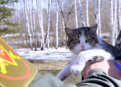 ЛНР – Тюмень: бойцы передали кошку погибшего друга его семье