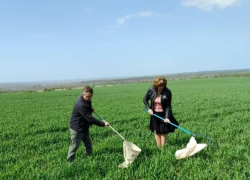 Саранча в ЛНР: угрозы нет, но контроль продолжается
