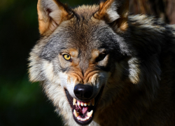 Отстрел диких животных разрешили в девяти районах ЛНР