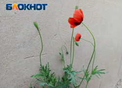 Жителей ЛНР призывают сдавать торговцев смертью