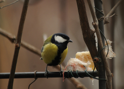 ЛНР на грани морозов: чего ждать от погоды 20 декабря