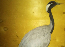 В Луганске спасли краснокнижного журавля