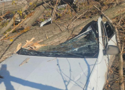 Огромное дерево разворотило авто на проезжей части Луганска