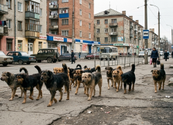 «Где 61 собака?»: власти Алчевска ЛНР прервали молчание после жалоб жителей