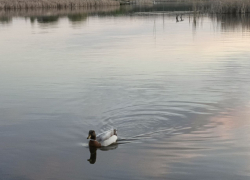 В Сватовском муниципальном округе ЛНР растет уровень воды в реке, ожидаются новые подтопления