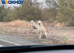 В ЛНР местные власти будут решать проблему бездомных животных