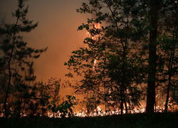 Не лисички взяли спички: в ЛНР подсчитали ущерб от лесных пожаров 