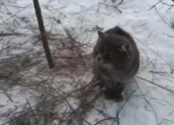 В Луганске кота привязали к дереву металлической леской и бросили умирать на морозе