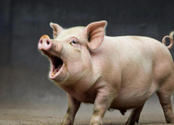 Житель ЛНР пошел на дерзкую кражу свиньи