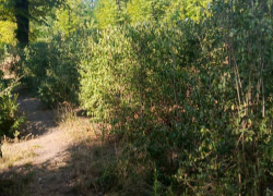 В луганском парке Горького появится «Зеленый лабиринт»