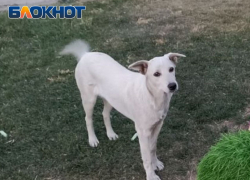 Отстреливать животных на улицах ЛНР не будут