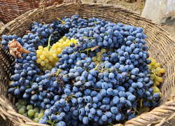 В селе Бугаевка ЛНР стартовала уборка технических сортов винограда