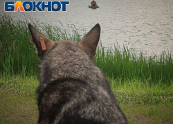 В 2026 году в ЛНР появится три приюта для бездомных животных