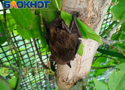 Ночные стражи: на Луганщине все летучие мыши занесены в Красную книгу