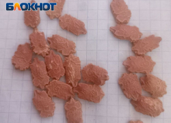 Никаких «колдунов»: в ЛНР выявили незаконную продажу семян