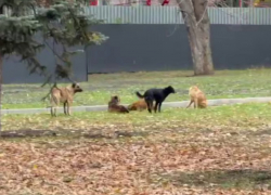 Стая бездомных собак напала на ребенка в луганском сквере имени Героев «Молодой гвардии»