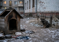 «Это только начало»: психолог объяснил, почему луганские живодеры скоро переключатся на людей