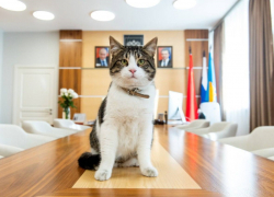 Кот из Луганска по кличке Zет живет в администрации одного из городов Подмосковья