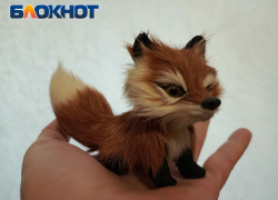 Лисы не в лесу: что делать, если встреча с хищником состоялась в черте города ЛНР