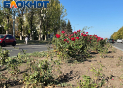 В Луганске обновят центральный розарий