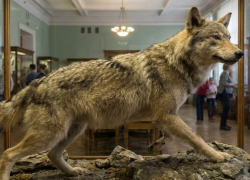 Луганчан ждет уголовка, если они не поставят на учет свои чучела