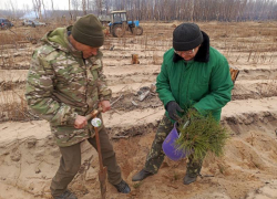 Около 3 тысяч крымских сосен высадили в Северодонецке ЛНР