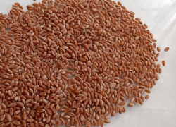 В ЛНР стартует посев озимых зерновых культур