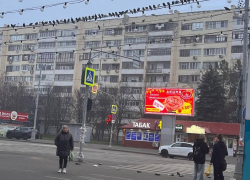 Таинственная гибель голубей в Луганске: что происходит в центре города?