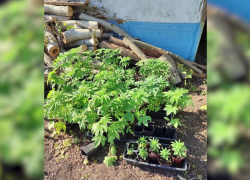 Более трех сотен кустов конопли выращивал на огороде житель Красного Луча ЛНР