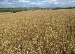 Как на урожай в ЛНР повлияют болезни и вредители