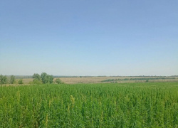 В Лутугинском районе ЛНР аграрии начали выращивать техническую коноплю