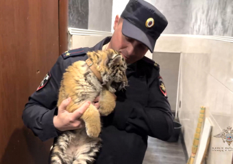 Житель Стаханова ЛНР держал в квартире детеныша краснокнижного амурского тигра