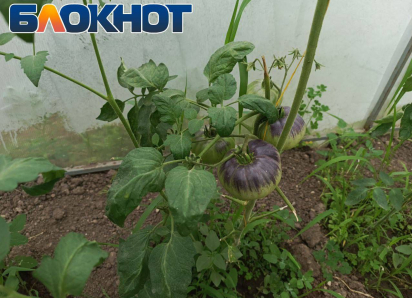 Луганский огородник показал, как пересаживать рассаду томатов в грунт