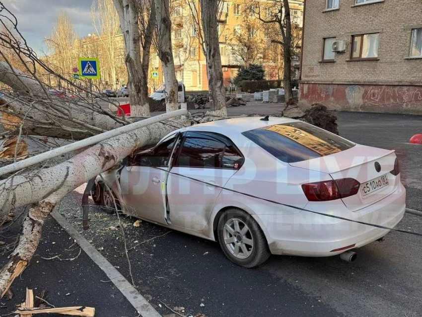 Дерево рухнуло на машину в Луганске: водителя увезла скорая