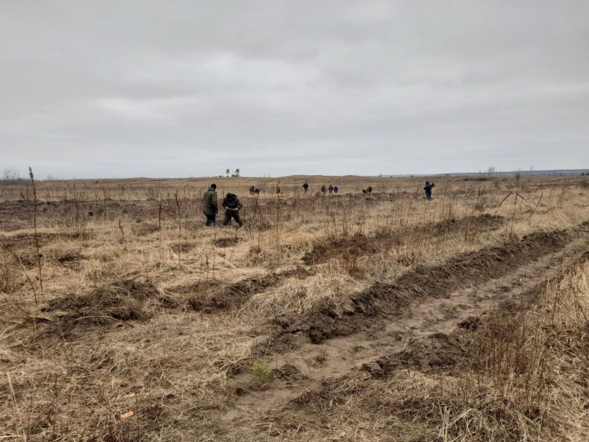 Американская бабочка и восточная плодожорка: в ЛНР выявили карантинных вредителей