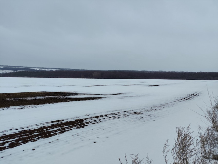 Будет ли урожай? В Россельхозцентре рассказали, как озимые в ЛНР пережили холода