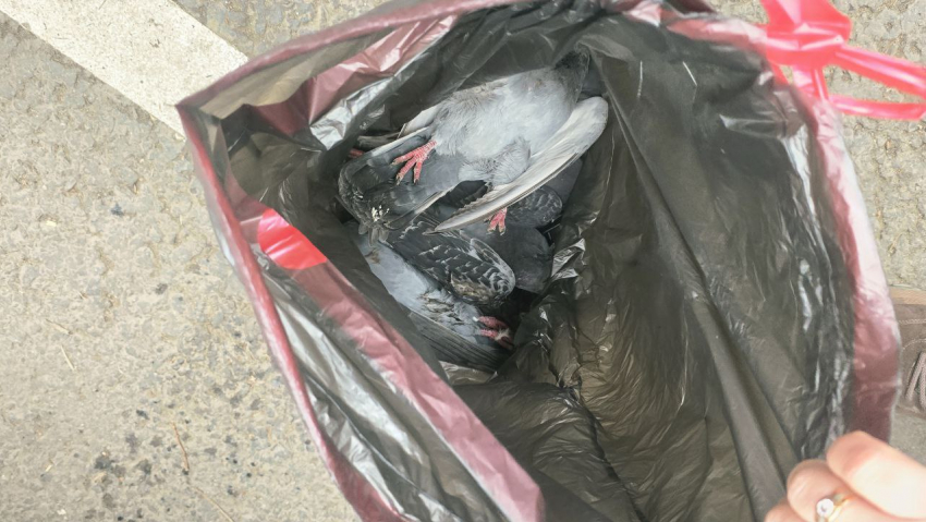 Ветеринары разбираются с массовой гибелью птиц в центре Луганска