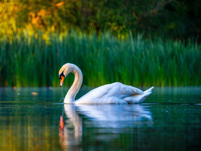 В Перевальске ЛНР спасли краснокнижного лебедя-шипуна
