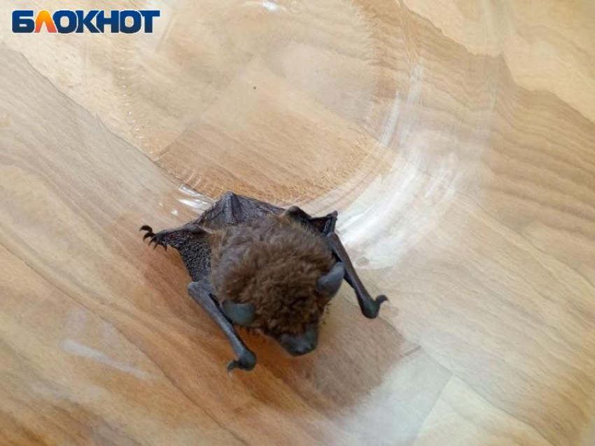 Ночная гостья: в квартиру луганчанки залетела летучая мышь