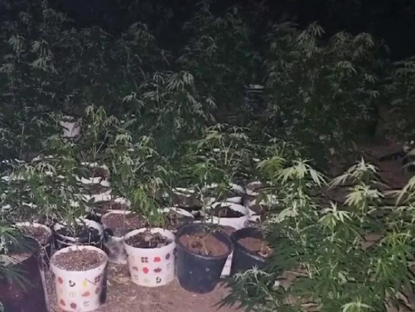 Почти 300 кустов конопли вырастил житель Антрацита ЛНР