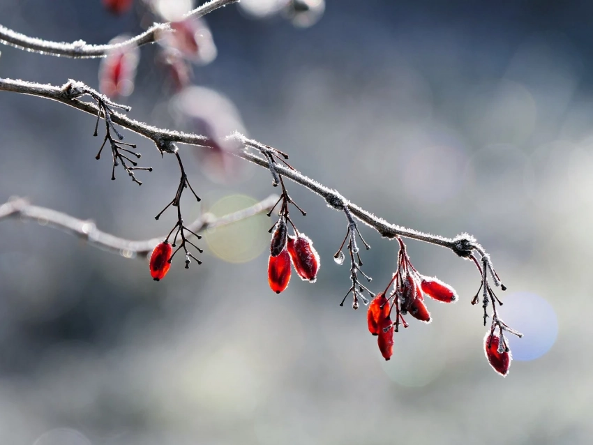 Зима напомнит о себе: в ЛНР ударят ночные заморозки