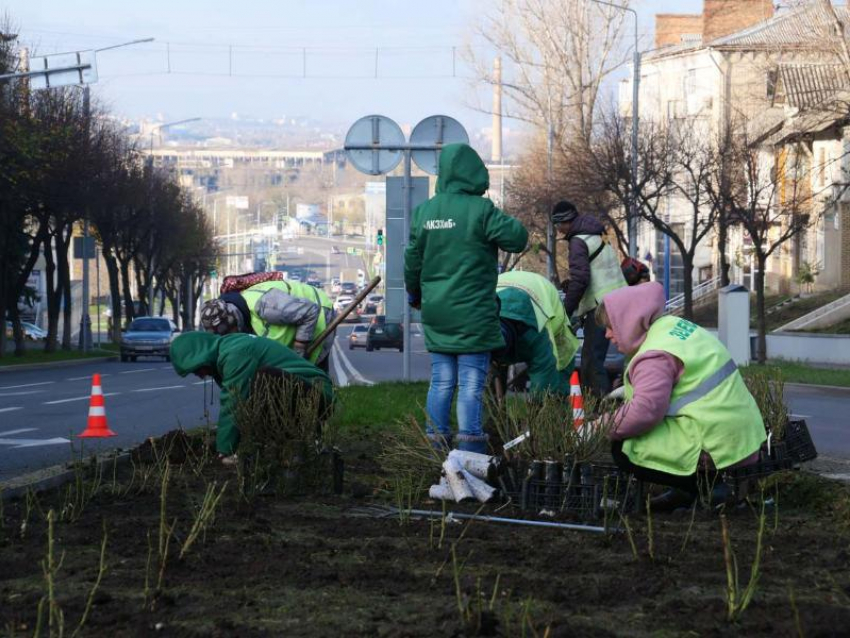 10 тысяч роз высадят на реконструированной улице Советской в Луганске 