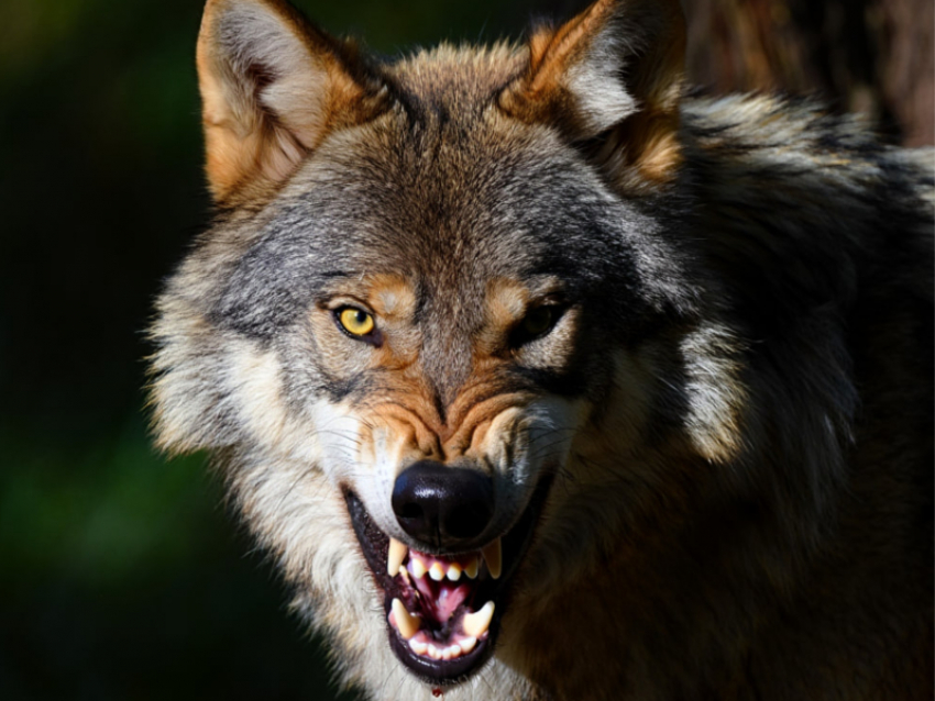 Отстрел диких животных разрешили в девяти районах ЛНР